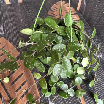 Hoya carnosa (Voskovka) ´MATHILDE´ - kont. C1L, výška 50-60 cm - závesný kvetináč